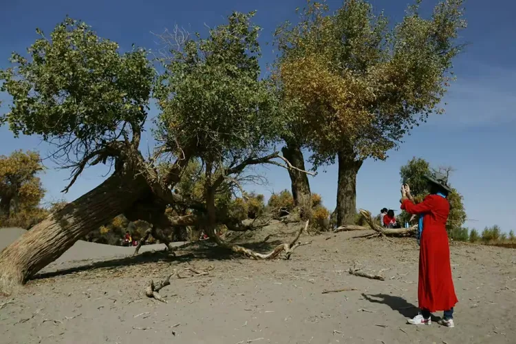 青海队稳定表现，击败内蒙古队晋级